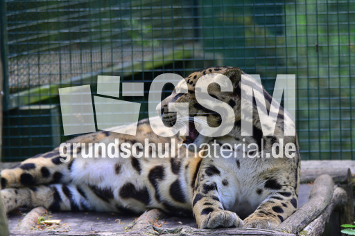 Nebelparder (16).jpg